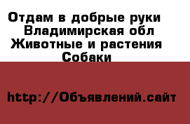 Отдам в добрые руки  - Владимирская обл. Животные и растения » Собаки   